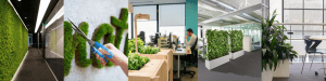 SOLUTIONS POUR VEGETALISER LES BUREAUX