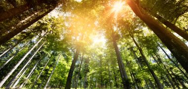 developpement durable pacte vert