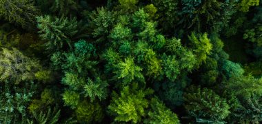 entretenir les forets