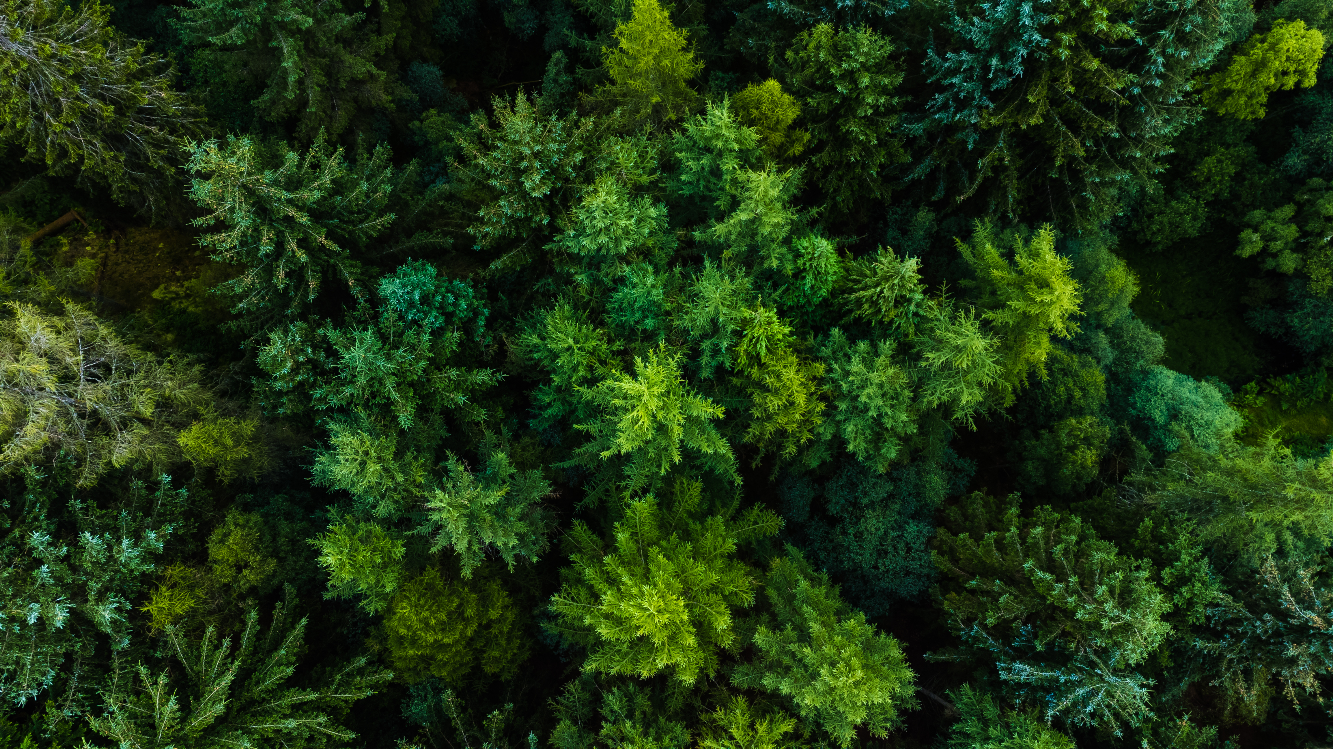 entretenir les forets