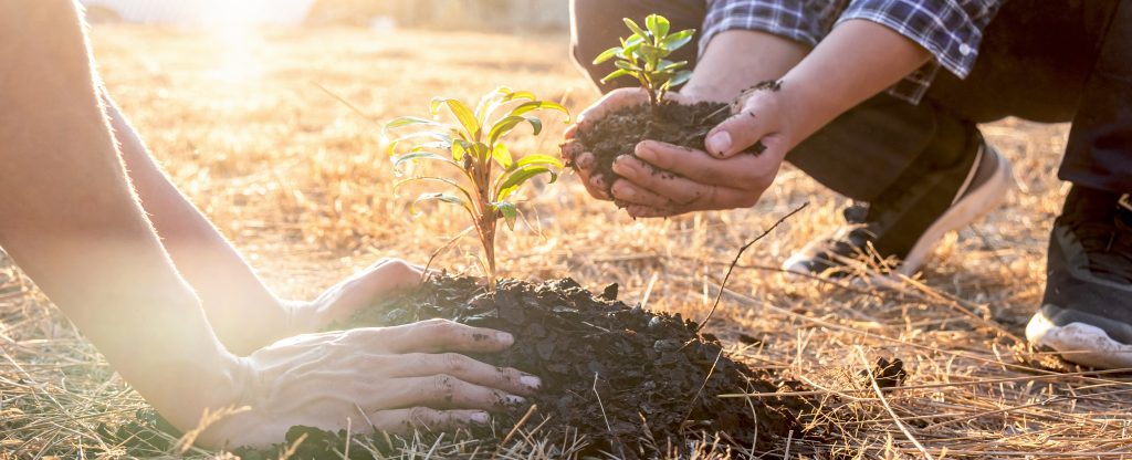 Le 8 décembre, Journée Mondiale du Climat 2 reforestation