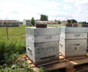 ADP Group installe des ruches abeilles